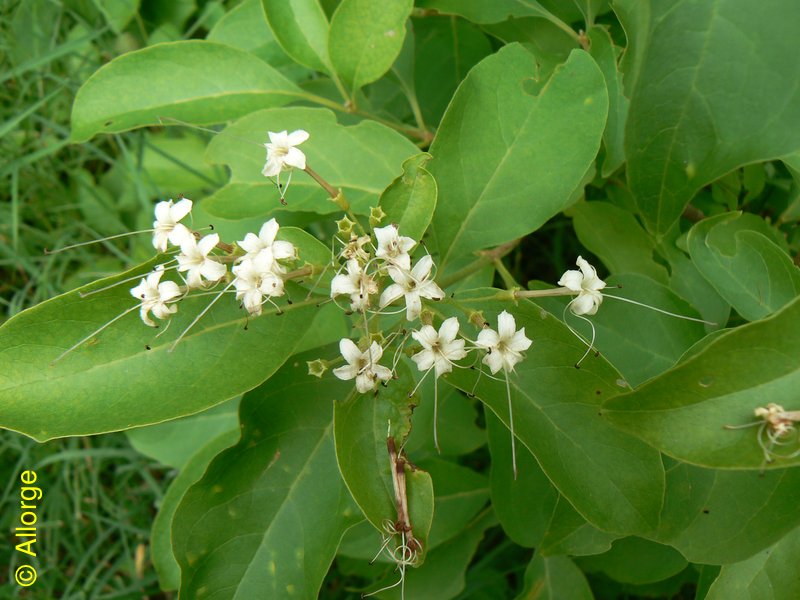 Lamiaceae, Volkameria agrregata